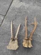 Parostki z kawalkiem czaszki 2szt.