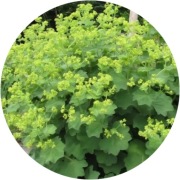 Przywrotnik ostroklapowy 'Auslese' 