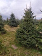  Choinka do biura od 150 -500cm