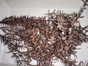 Gałązki brokatowe komplet 2 szt