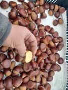 Kasztany jadalne 1kg kasztan jadalny