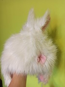 Czapka królik z uszkami