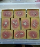 Auloforus Żywy pokarm dla Ryb