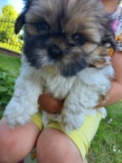 Shih Tzu z rodowodem