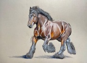 Polski koń zimnokrwisty, gniady, rysunek A3