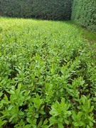 Ligustr pospolity - sadzonka