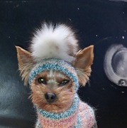 ręcznie robiona czapka dla psa