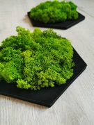 Panel ścienny mech chrobotek-heks-plaster miodu XL