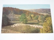 Bieszczady, wypas owiec, wyd. 1979