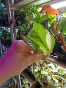 epipremnum pinnatum variegata-cięty szczyt#2
