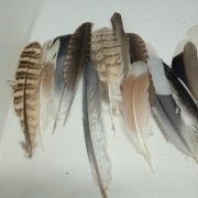 Pióra 15 sztuk ptaków leśnych i wodnych naturalne kolorowe mix