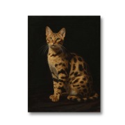 Plakat Majestatyczny Portret Kota Rasy Ragdoll, format 30 x 40cm