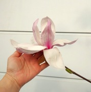 MAGNOLIA ESKIMO * DUŻY OKAZ * CUDO