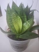 sansewieria gwinejska