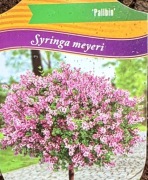 Lilak Mayera 'Palibin' na nodze