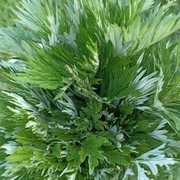 Bylica pospolita ziele 100g