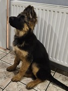 Owczarek niemiecki długowłosy 