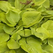 Hosta Funkia Sum and Substance