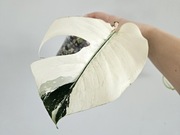 Monstera Noid Mint naturalny ukorzenionia pędówka w hydroponice 