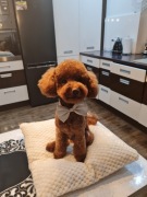 Pudel Toy Red Brown - Reproduktor