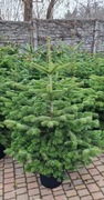Choinki- Świerk ,Jodła Kaukaska Dowóz