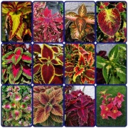 Koleus Rainbow - 12 odmian. 