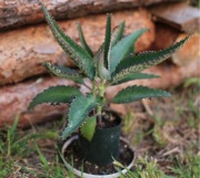 Żyworódka lecznicza - 2 szutki