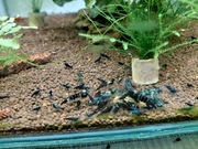 Krewetki dragon blood 10szt