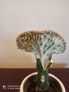 Kaktus grzebieniasty 'Euphorbia lactea 'Cristata'