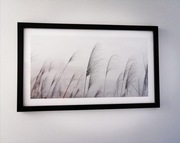 Plakat trawa pampasowa 27,5 x 47,5 cm poziom, pion