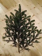 Jodła kaukaska gałązki 