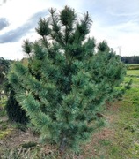 sosna gietka Vanderwolf's Pyramid  250 cm