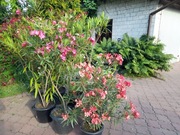 Oleander różne kolory