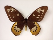 Ornithoptera goliath samson F Cites !