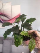 Anubias cofifolja przyrośnięty do korzenia