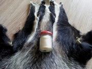 Smalec/Sadło z BORSUKA. Od myśliwego.100% PEWNY!