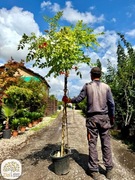 Campsis radicans Judy, Milin amerykański, na pniu 180cm, pnącze