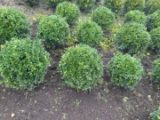 Bukszpan Zimozielony Kula 25-30cm Gęsty Krzew Bukszpan do Formowania