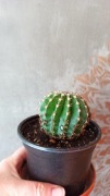 Echinopsis o białych kwiatach