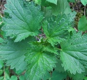 Pokrzywa swieza 1kg mloda