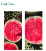 Nasiona kolekcjonerskie Arbuz bezpestkowy Exotica +  Minipool