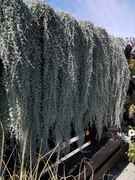 Dichondra srebrzysta - 30 nasion PROMOCJA!