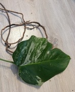Monstera variegata marmurkowa