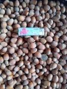 Orzechy laskowe w łupinie zbiór 2025