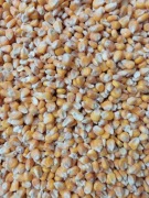 Kukurydza ziarno worki 25kg dla ryb, kur, gryzoni