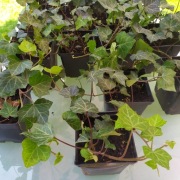 Bluszcz (Hedera helix)3-6 pendowe w 2l.doniach 250szt.14,99zł