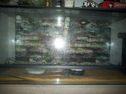 terarium