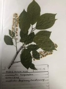 Zielnik Drzewa / Krzewy (40 gat.) Technikum Leśne