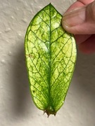 Zamioculcas Zamofilia Chameleon - w ukorzenianiu