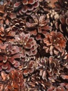 Szyszki sosnowe 100 sztuk za 5zł